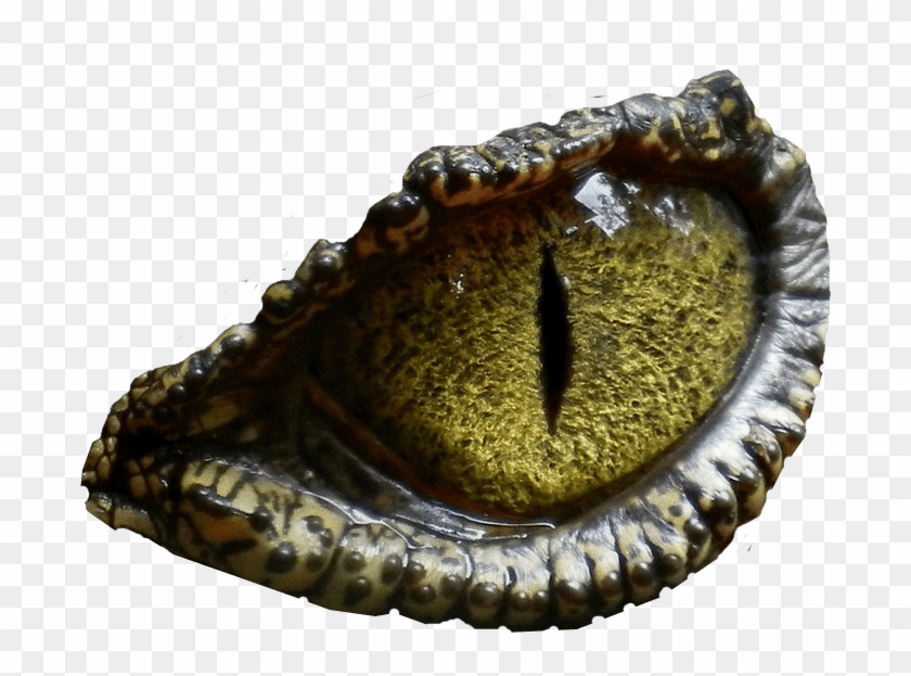 Dinosaur Eye No Background Png Image Clipart