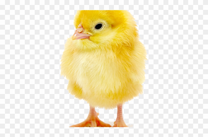 Baby Chick Copy 652x - Baby Chick Transparent Background Clipart #1860298
