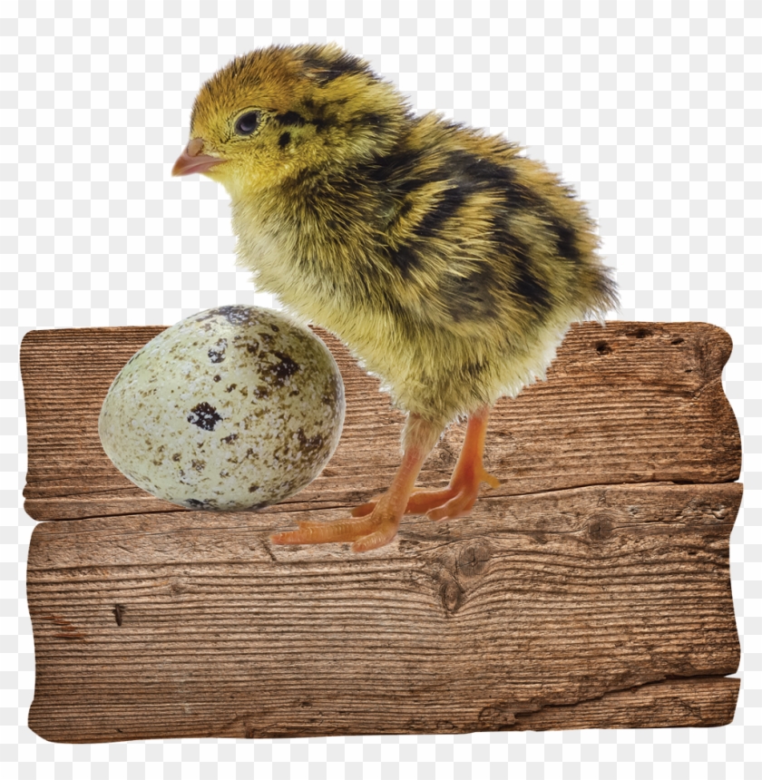 Our Gorgeous Little Quails Lay Beautiful Tiny Speckled - Chicken Clipart #1860332