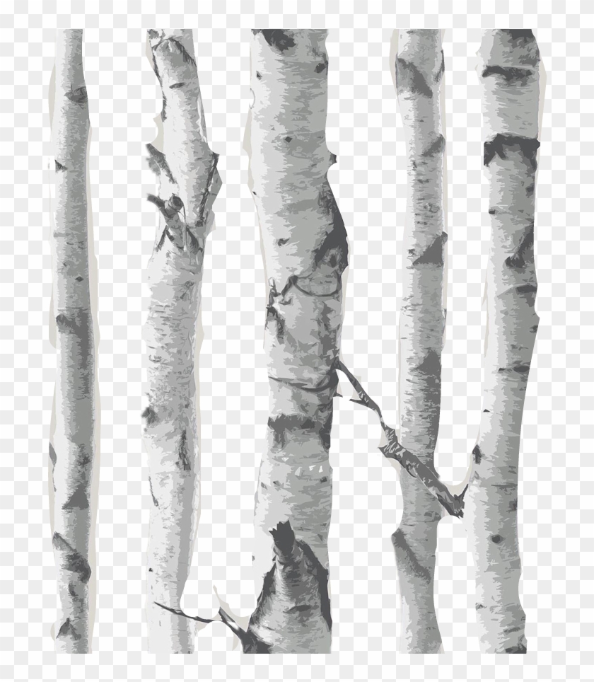Overlay Matches Birch Background Backgrounds Woods Clipart