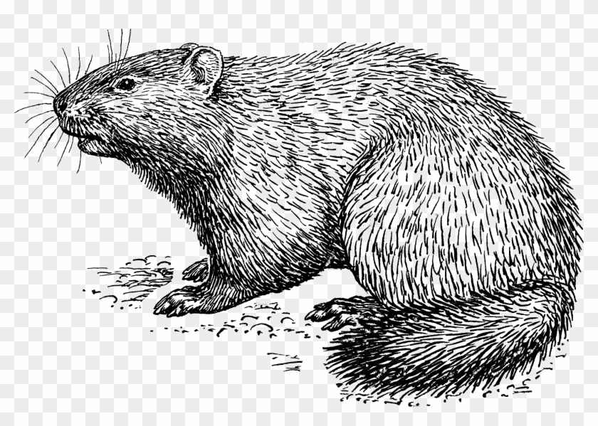 Woodchuck 1425 Woodchuck Png Clipart (1861402) PikPng