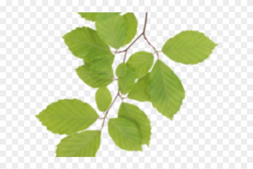 Leaf Clipart Birch Tree - Clipart Real Leaves - Png Download #1861856