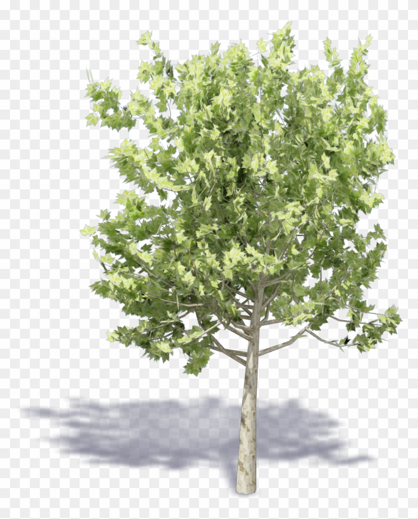 Plane Trees , Png Download Clipart #1862100