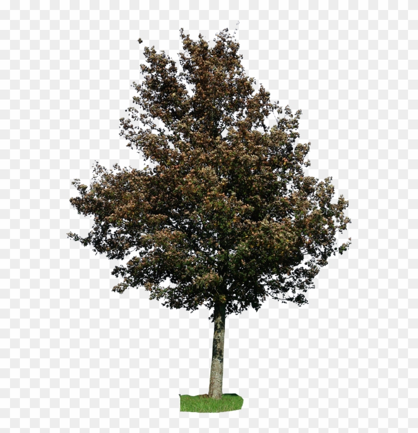 Go To Image - American Holly Png Clipart