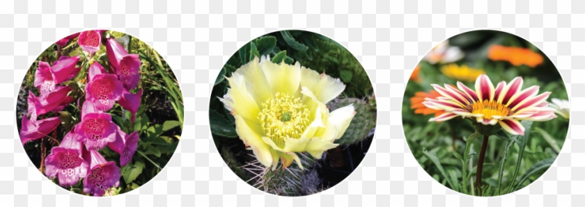 Brackenrig Nursery And Maintenance Has Been Growing - Nursery Flower Plants Png Clipart #1867039