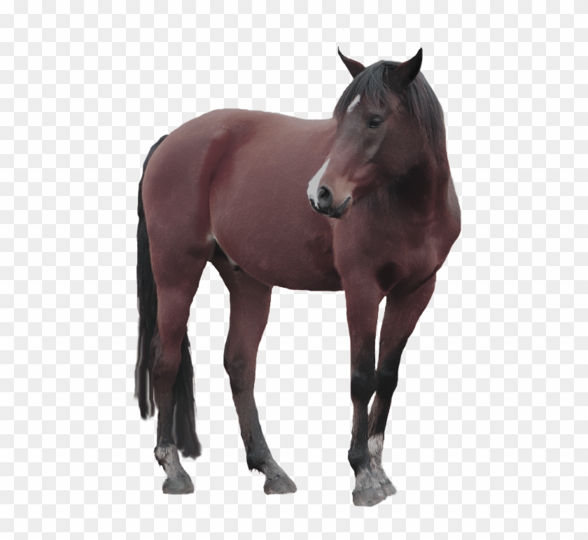 Horse Images With Transparent Background Clipart #1867330