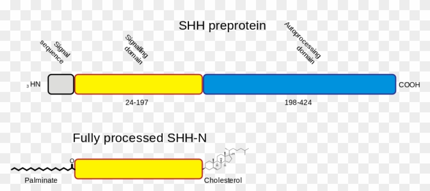 File - Shh Processing - Svg - N Terminale Protéine Clipart #1867542