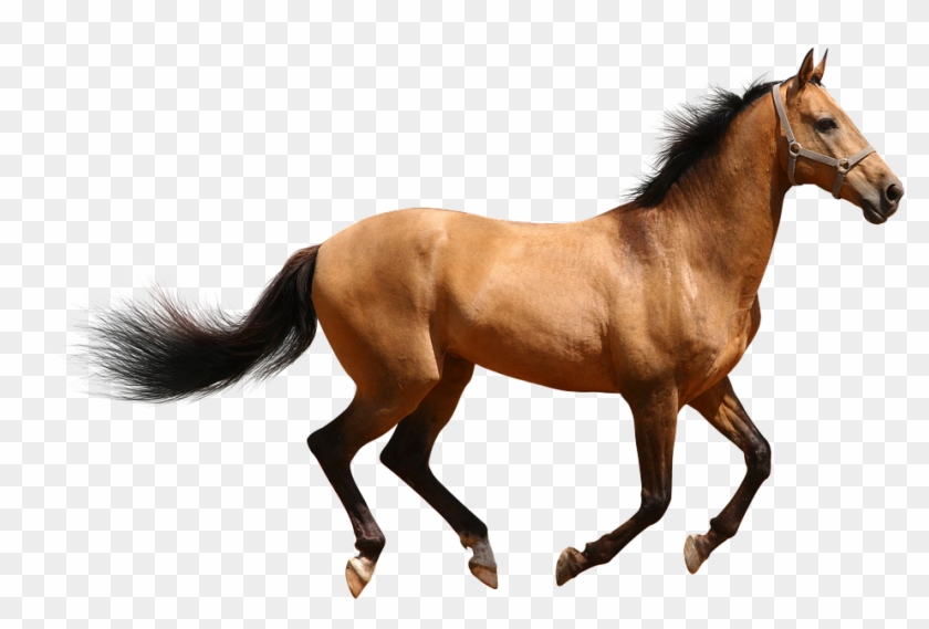 Running Horse Images 11, Buy Clip Art - Png Download #1868361