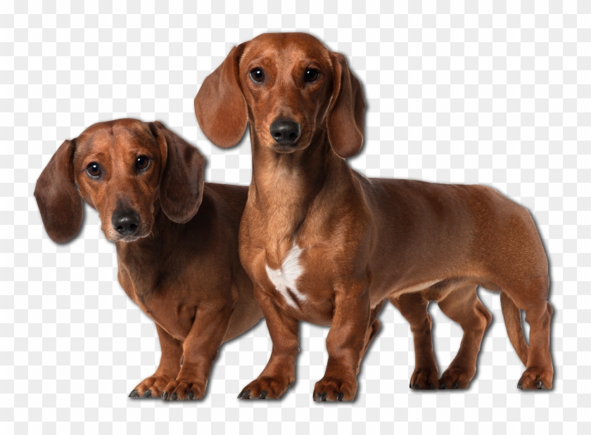 Vector Freeuse Stock Cuddly Collectibles Pampered Pet Clipart