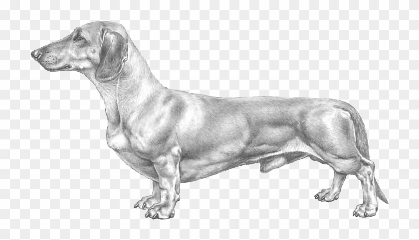Dachshund, Standard Clipart #1868797