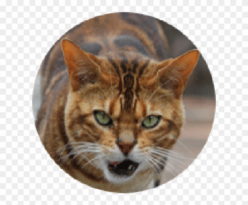 Tiger Head Png - Domestic Short-haired Cat Clipart #1869283