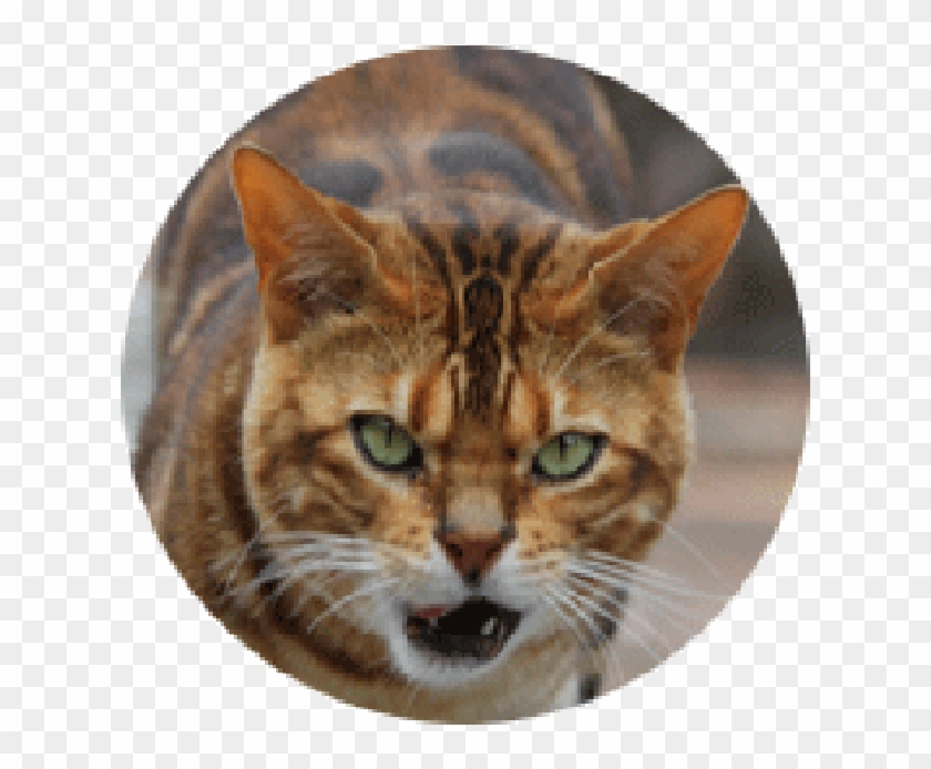 Tiger Head Png - Domestic Short-haired Cat Clipart #1869283