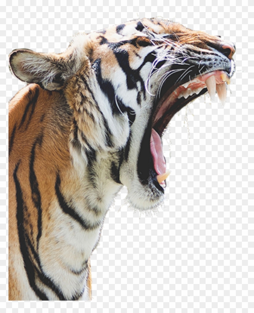 #mq #tiger #tigers #head #angry #wild - Cool Looking Animals Clipart #1869324