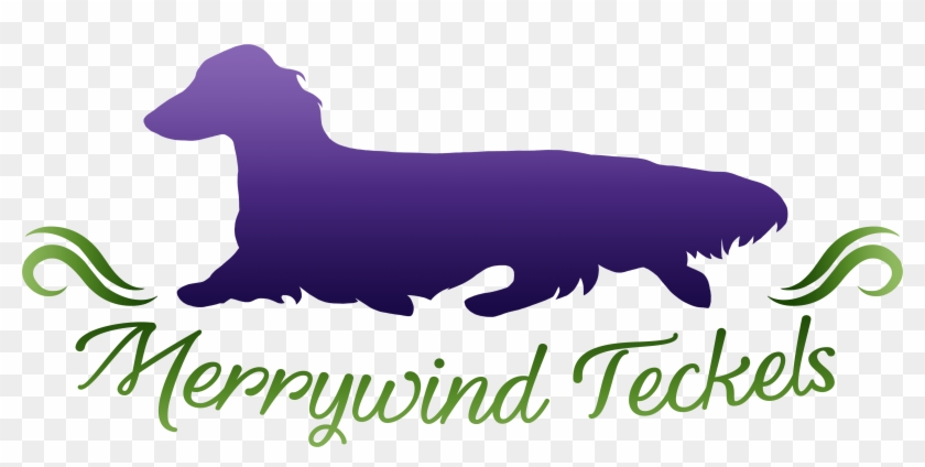 We Have Miniature Longhair Dachshunds In A Variety - Companion Dog Clipart