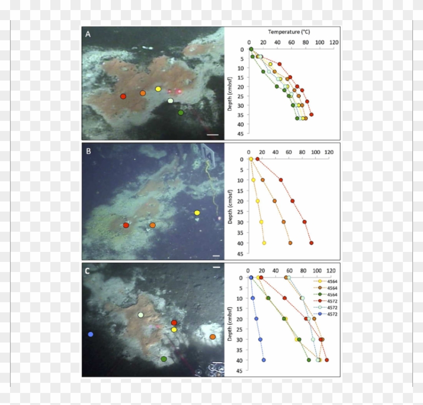 Typical " Fried Egg " Microbial Mats Clipart #1869703