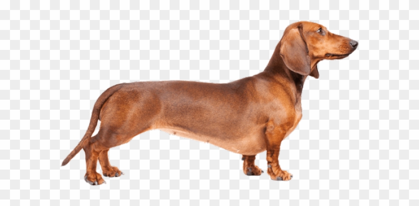 Dachshund Clipart Transparent - Weiner Dog Transparent Background - Png Download #1869905