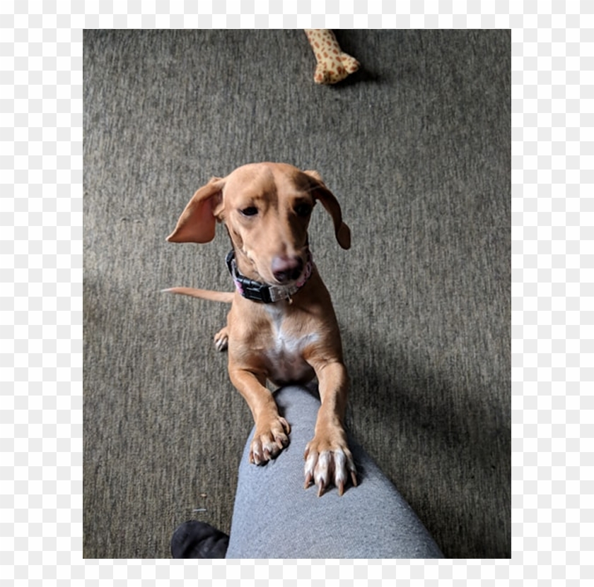 Dachshund Misty Creek Dog - Companion Dog Clipart