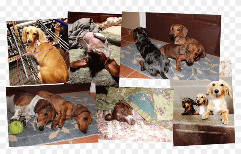 Dachshund Puppies Corpus Christi Texas Clipart #1870062