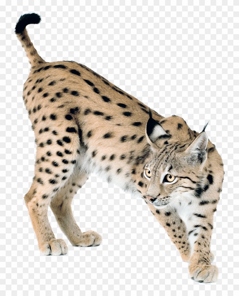 Lynx Png Clipart #1870586