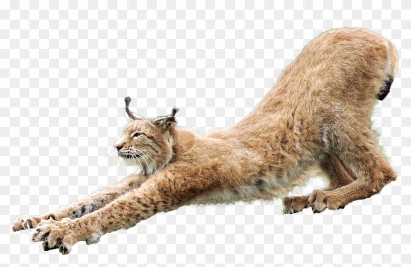 Lynx Png Clipart #1870623