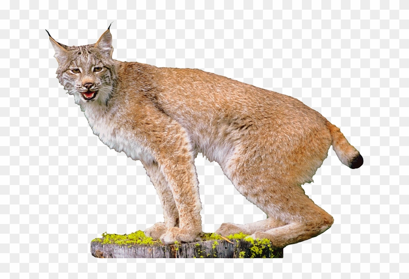 Lynx Clipart #1870677