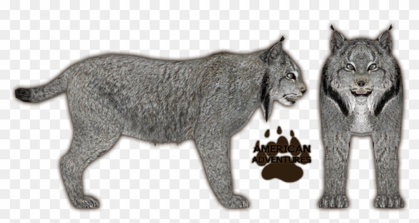 Lynx Png Clipart #1870769