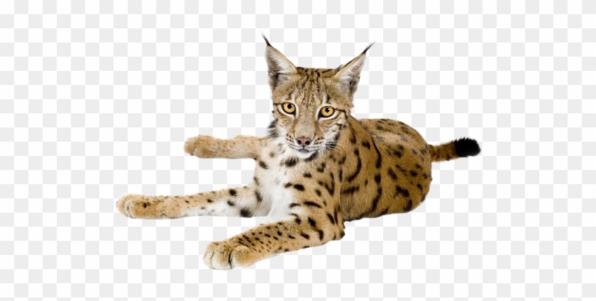 Lynx Png Pic Clipart #1870871
