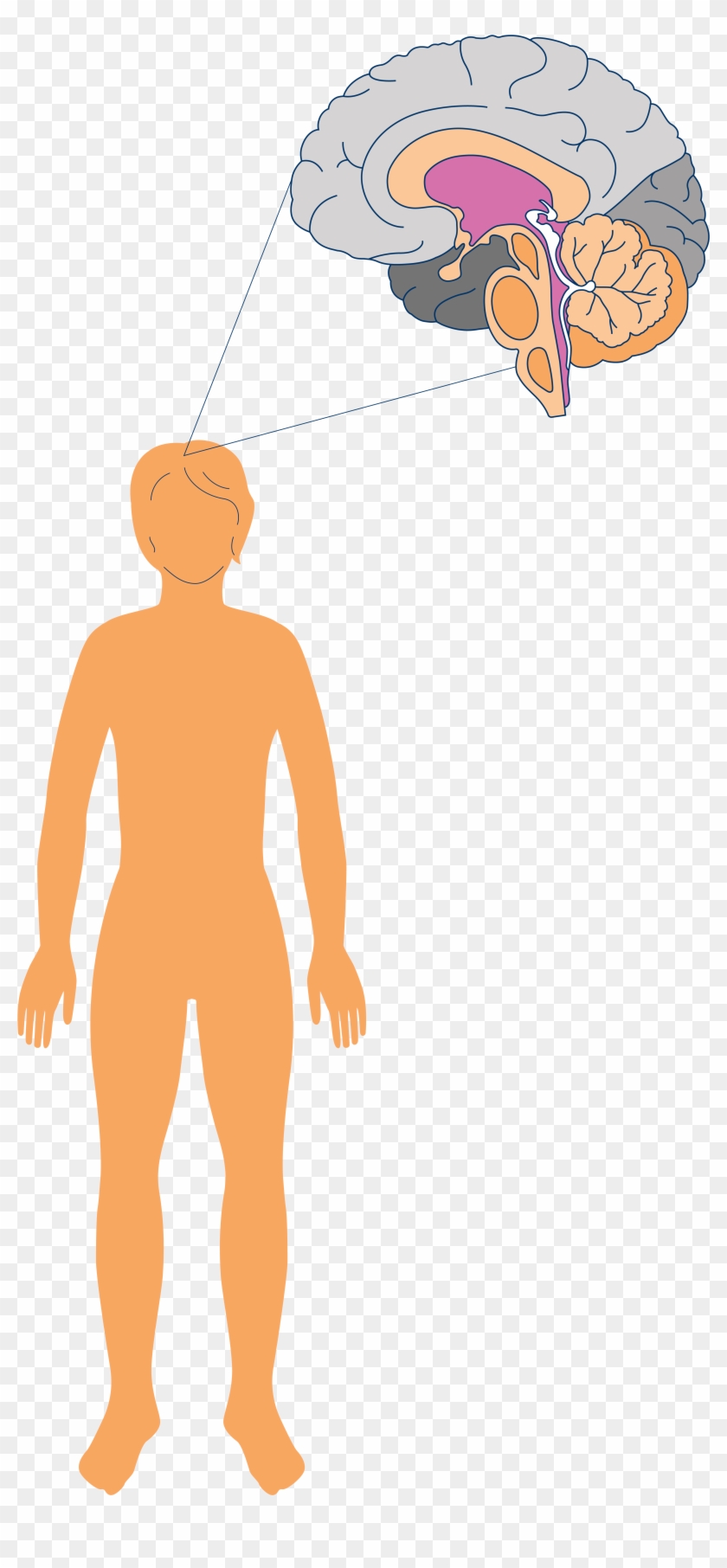 The Brain Controls All Of The Structures That Allow Clipart #1874383