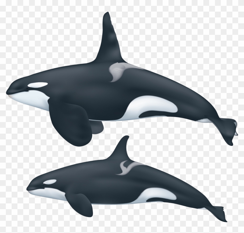 Female Killer Whale Clipart #1874845