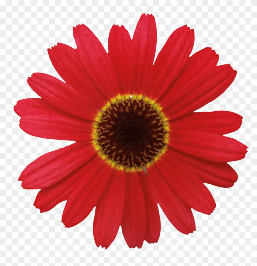 Grandaisy® Red Orange Clipart #1876435