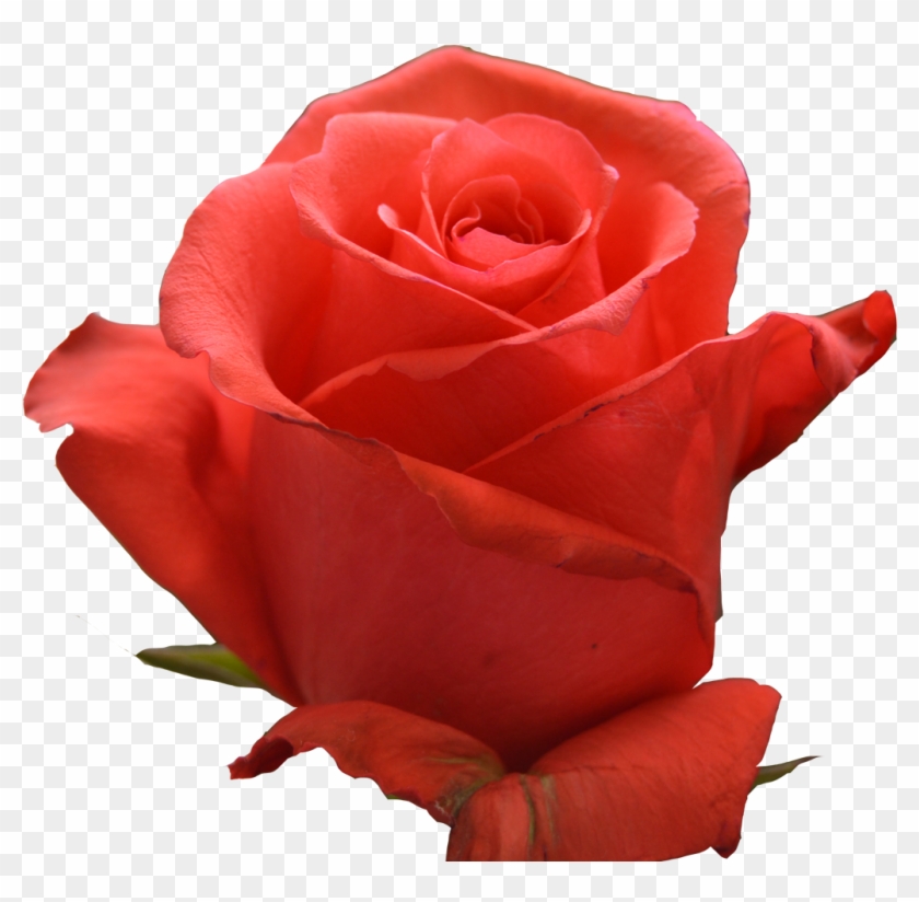 Coral Reef - Rose Rockstar Clipart #1876781