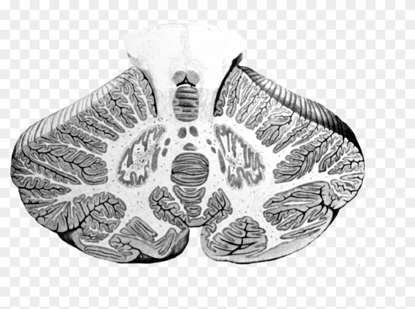 Cerebellum Cross-section, Without Labels Clipart