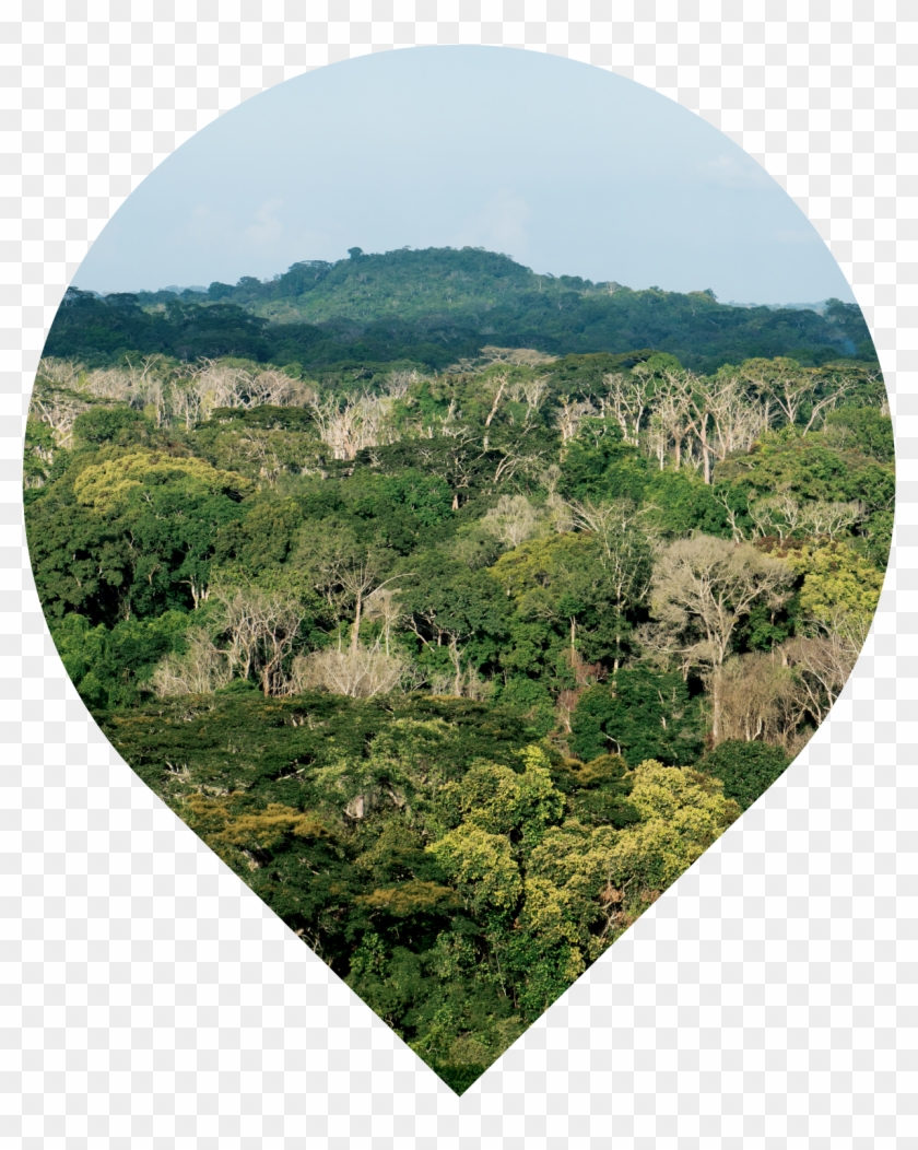 Wider Taï Forest Area, Côte D'ivoire - Hill Clipart