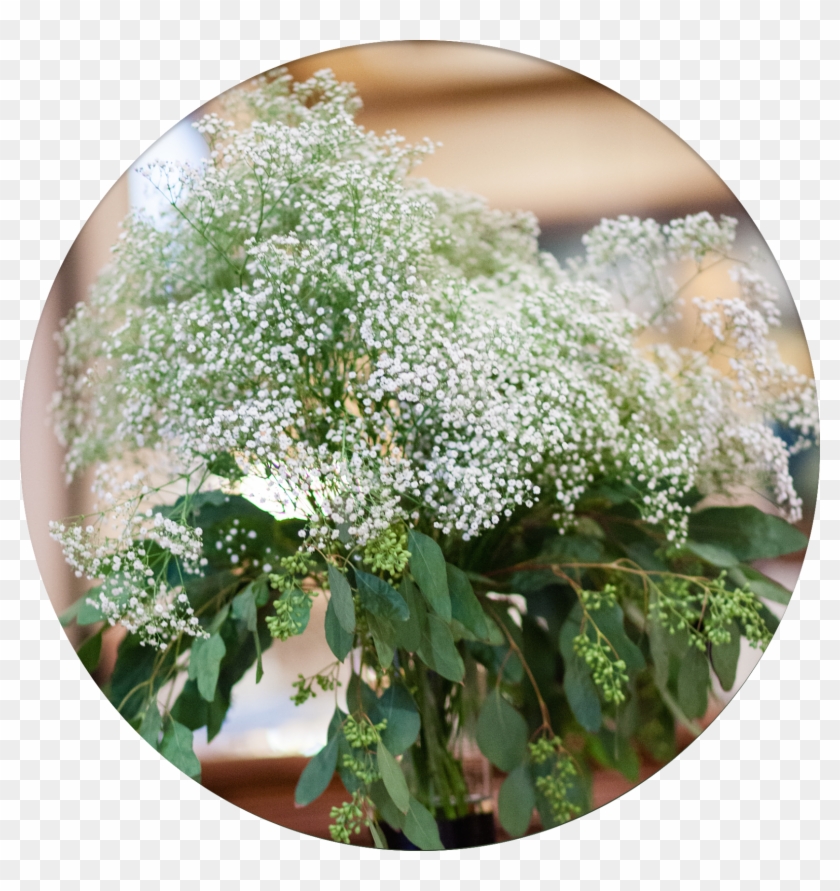 Baby's Breath Means Innocence - Alyssum Clipart