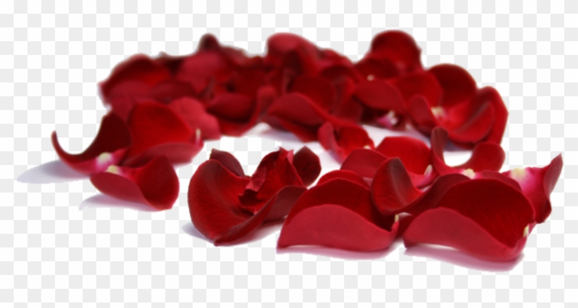 #rose #petals #falling #background #decoration - Valentines Day Rose Petals Png Clipart