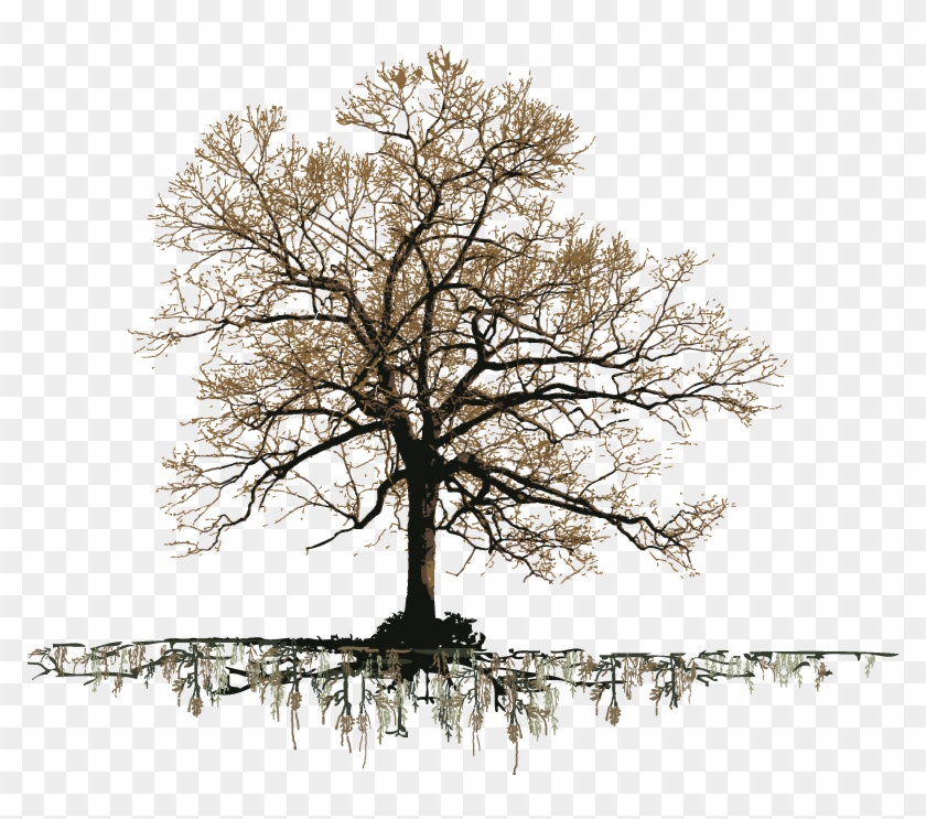 Grand Old Oak Tree - Old Oak Tree Png Clipart