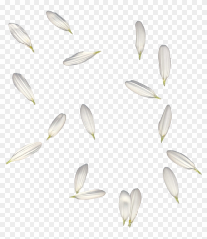 #petals #white #falling #freetoedit - Белые Лепестки Пнг Clipart