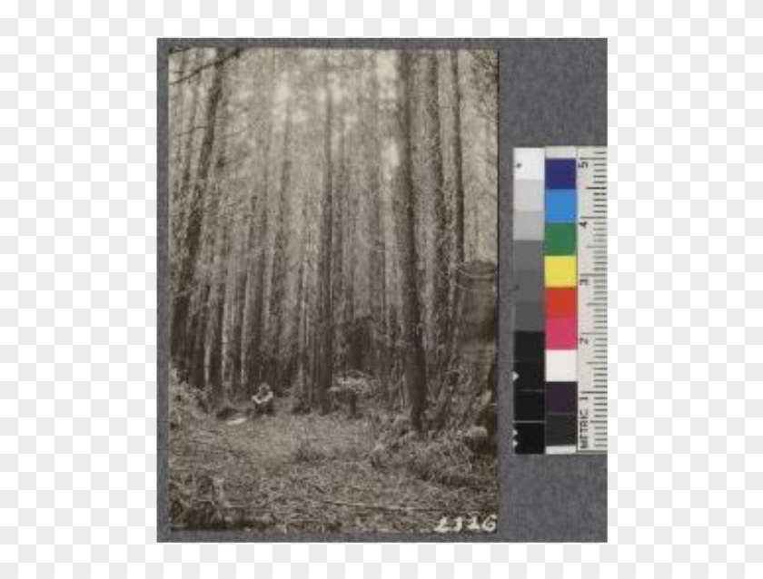 23 Year Old Stand Of Pure Redwood, 21 M - Grove Clipart #1879443