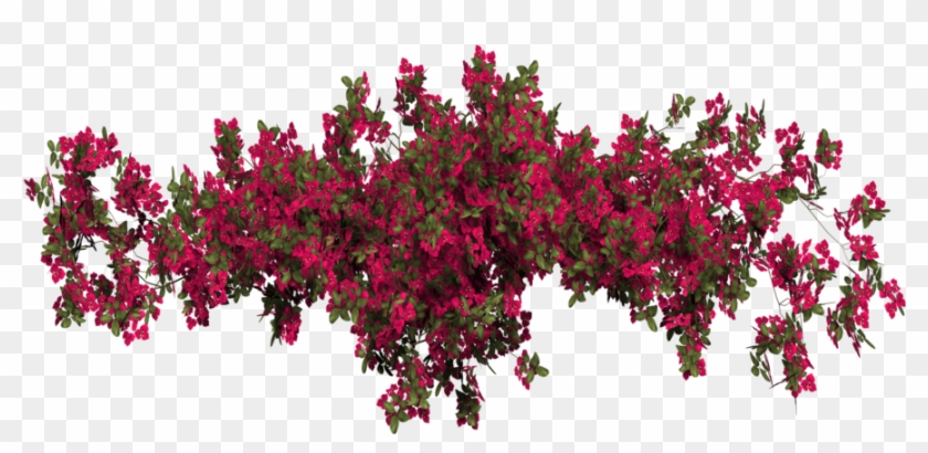 Flower Floral Garden Red Plants Plant Hanging Beautiful - Bougainvillea Photoshop Clipart #1879602