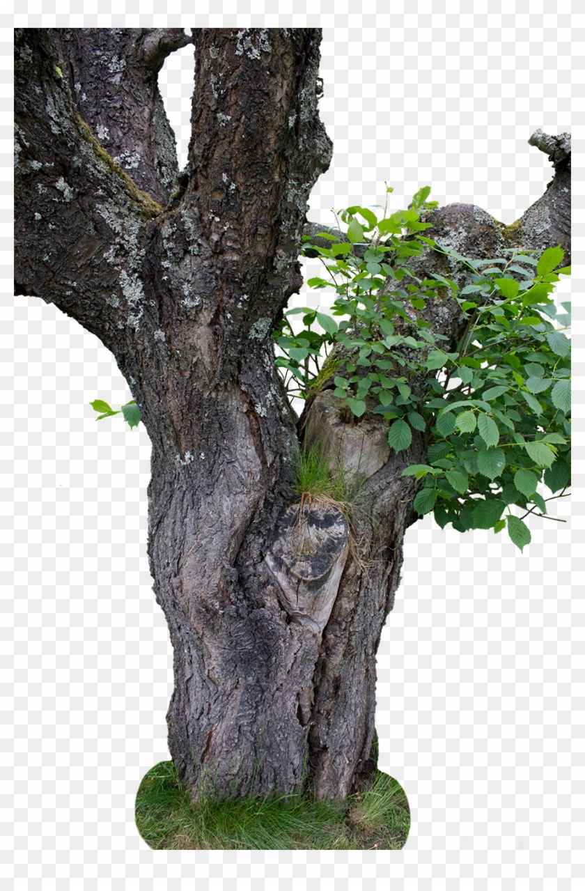 Hair Masking, Change Background & Blending By Photoshop - Older Tree Png Clipart