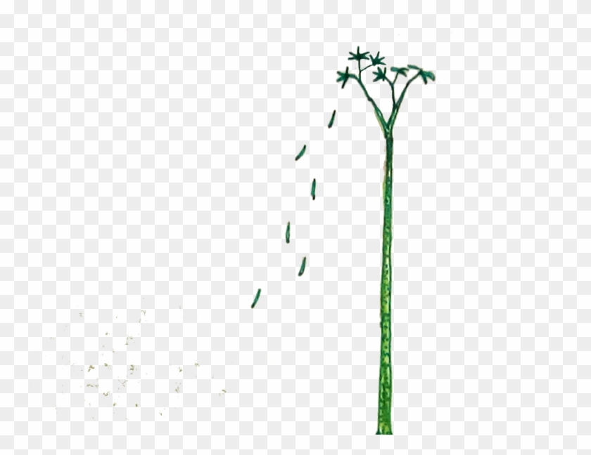 Because Of The Lepidodendron, The Life And Death Cycle - Illustration Clipart