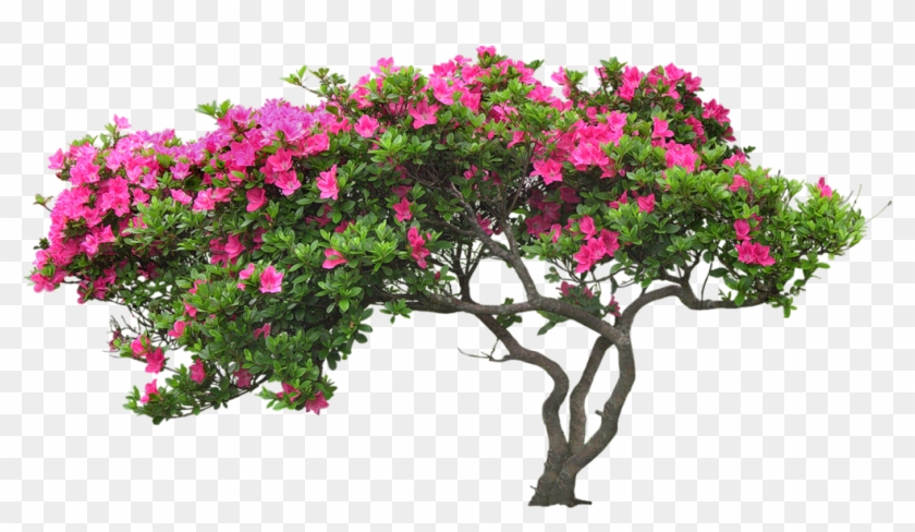 Bougainvillea Drawing Plant Banner Transparent Download Clipart
