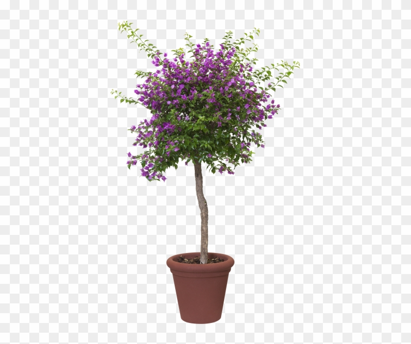 Home > Collection > Allure Doppio - Flowerpot Clipart #1880013