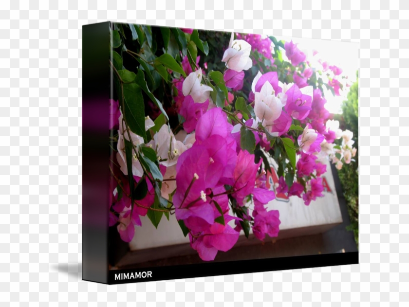 Morada Y Blanca Ataco By Irma Flores - Bugambilia Morada Y Blanca Clipart