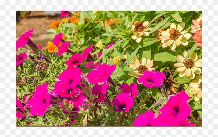 Bougainvillea Clipart