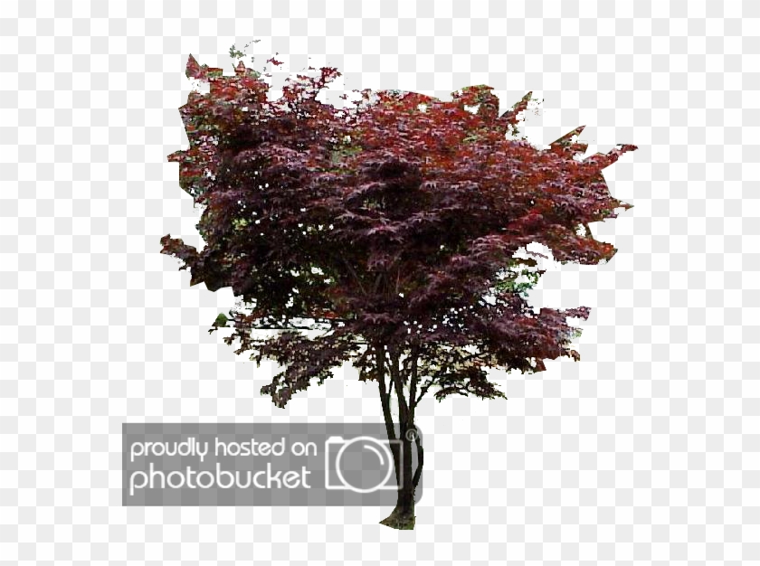 Japanese Maple Png - Swamp Maple Clipart #1881821