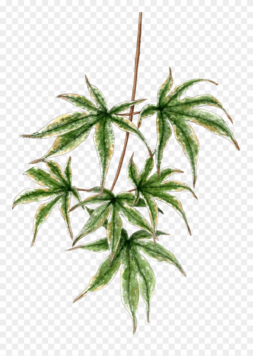 Japanese Maple Branch Clipart #1882078