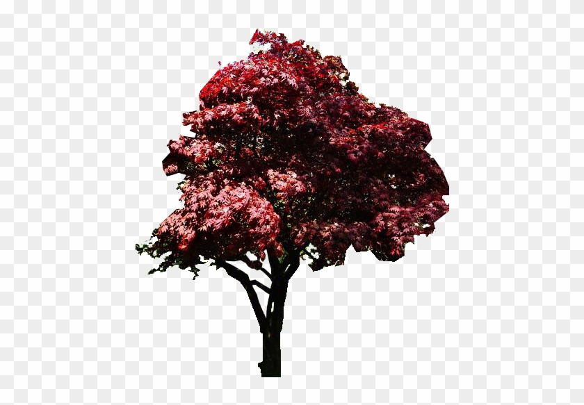 Photo Japanese Red Maple Tree Elaine Manley1 - Swamp Maple Clipart