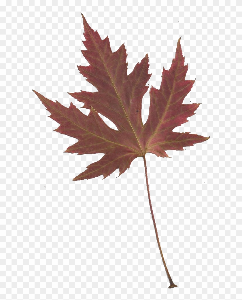 Japanese Maple Cliparts - Png Download