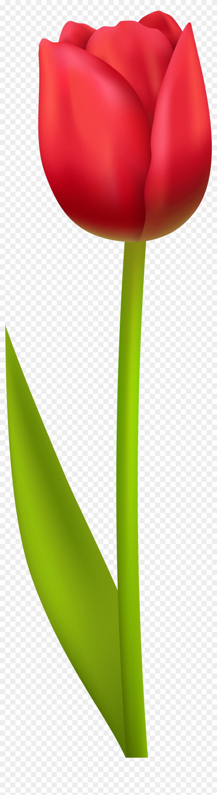 Tulip Clipart Flowerbed - Png Download #1882520